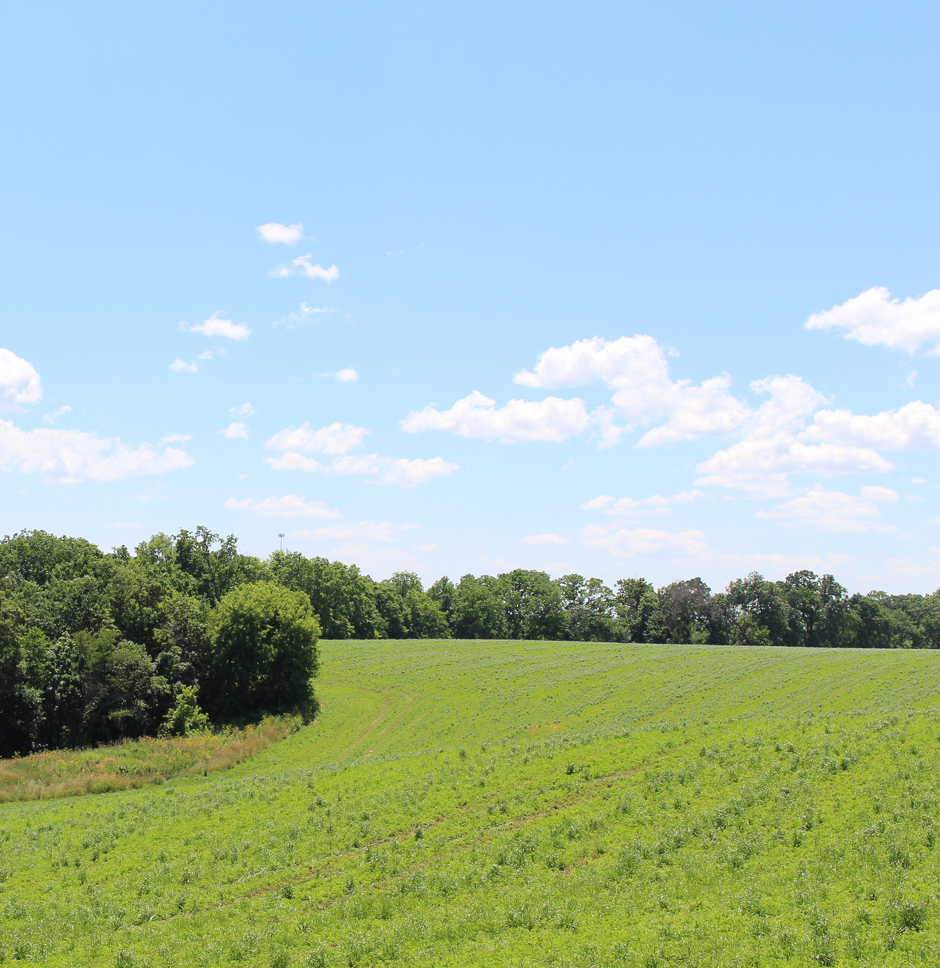 CoverCrop