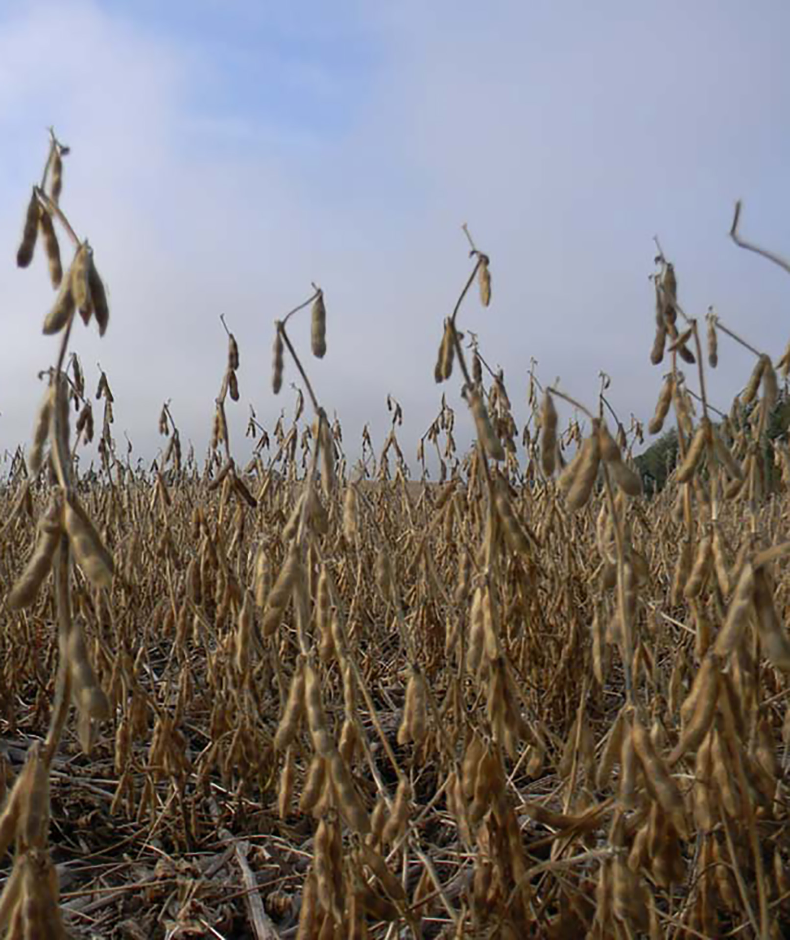 Soybeans