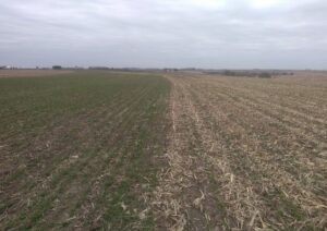 Cover Crop Test Plot 1