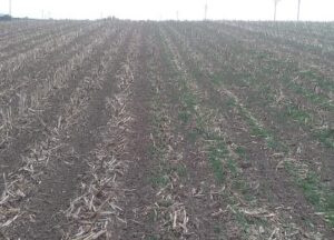 Cover Crop Test Plot 2