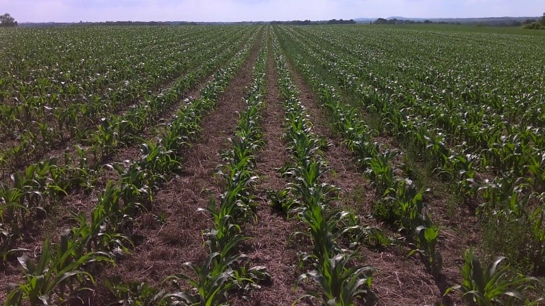 No-till corn planted into spring-terminated alfalfa